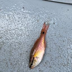 ネンブツダイ