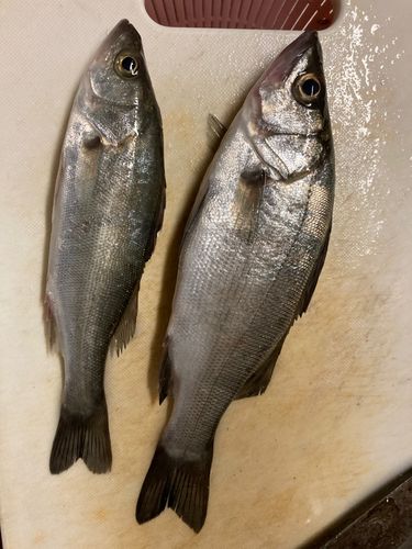 セイゴ（ヒラスズキ）の釣果