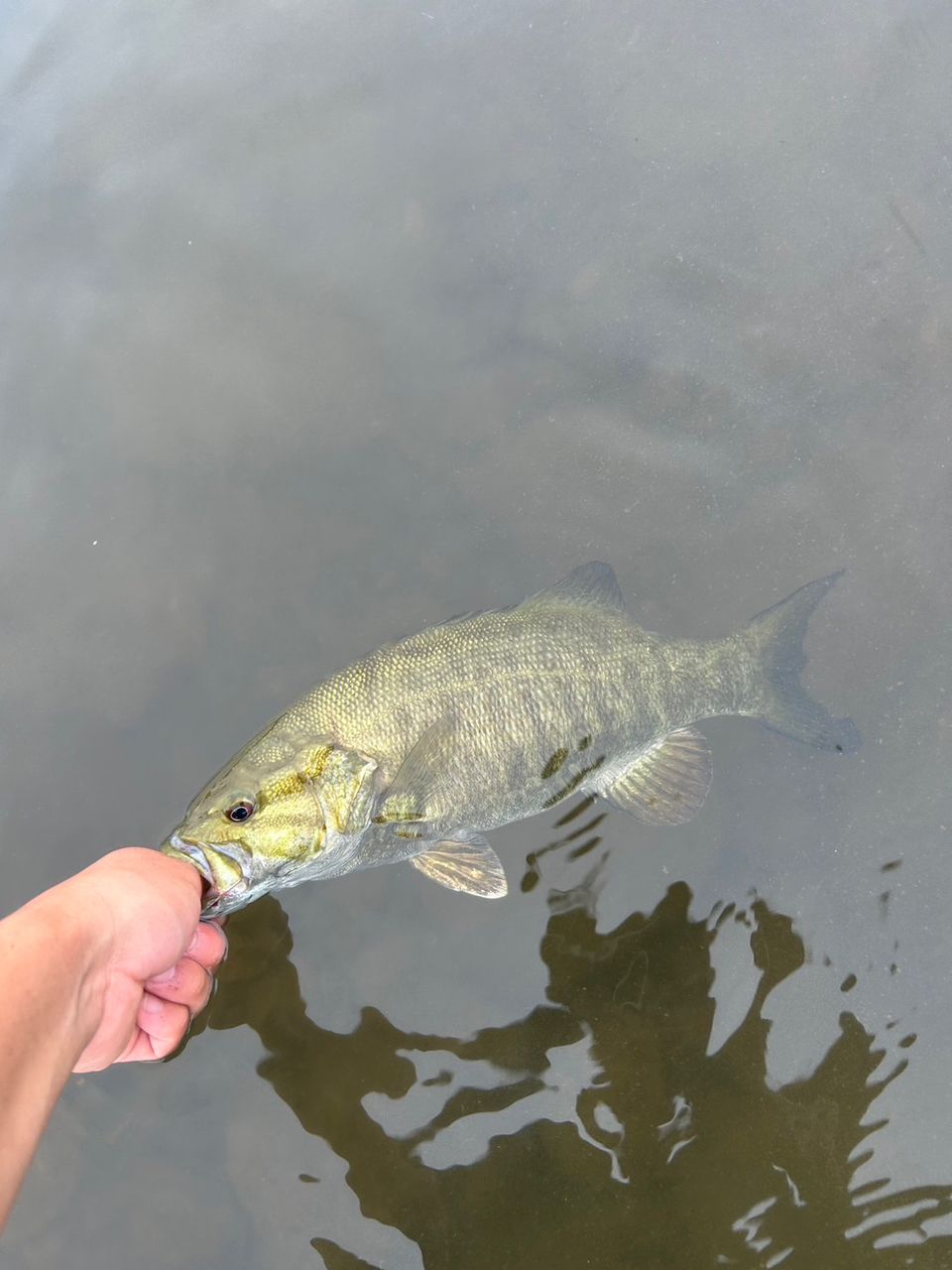 スモールマウスバス