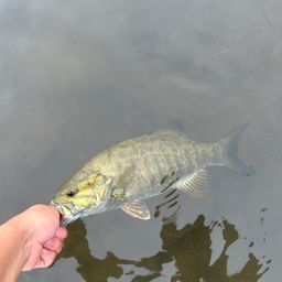 スモールマウスバス