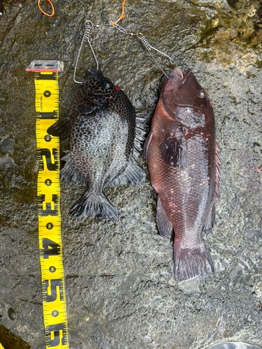 イシガキダイの釣果