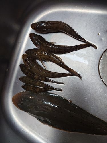 マハゼの釣果