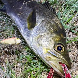 フッコ（マルスズキ）