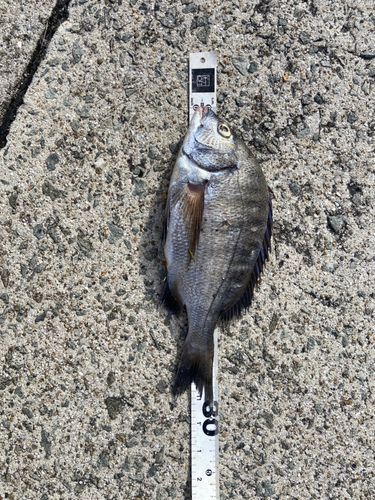 クロダイの釣果