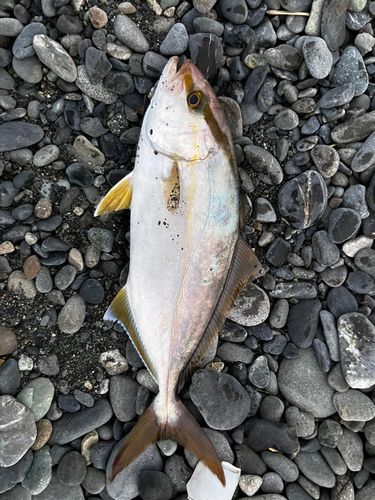ショゴの釣果