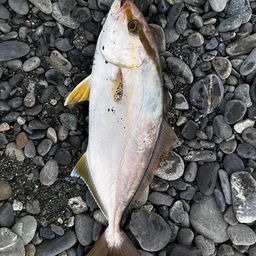 ショゴ