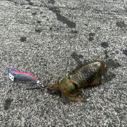 アオリイカ