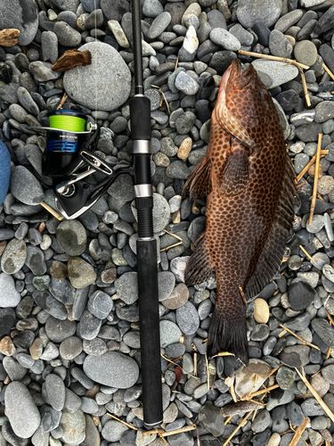 オオモンハタの釣果
