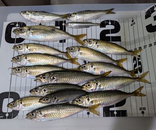 アジの釣果