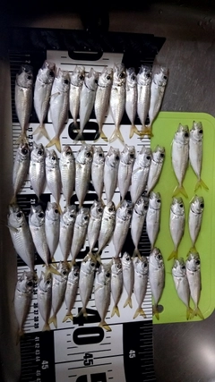 アジの釣果