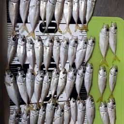 アジ