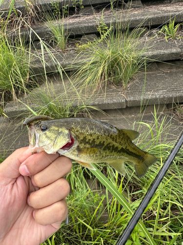 ラージマウスバスの釣果