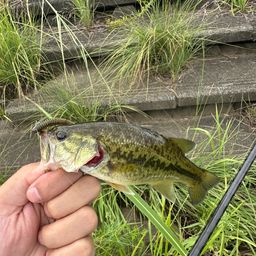 ラージマウスバス