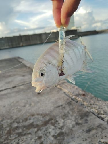 沖永良部島