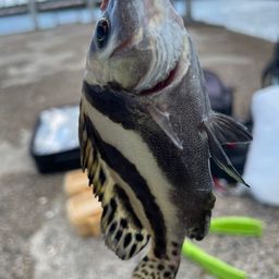 コショウダイ