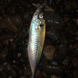 アジ