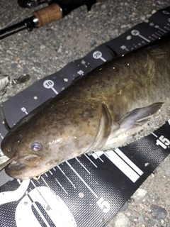 ナマズの釣果