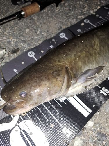 ナマズの釣果