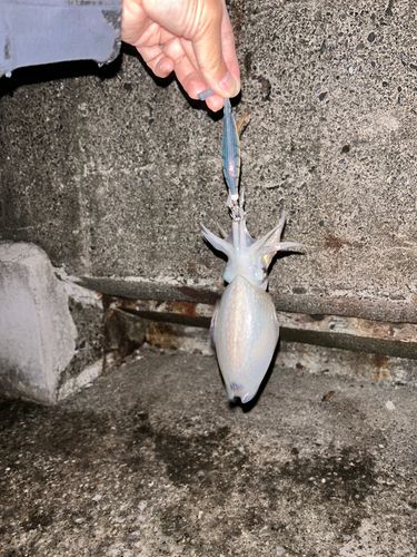 シリヤケイカの釣果