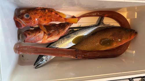 アカヤガラの釣果