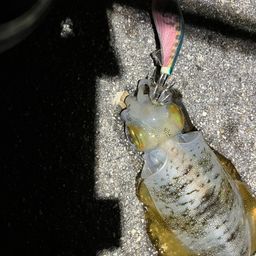 アオリイカ