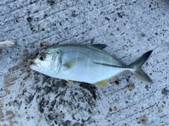 メッキの釣果