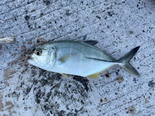 メッキの釣果