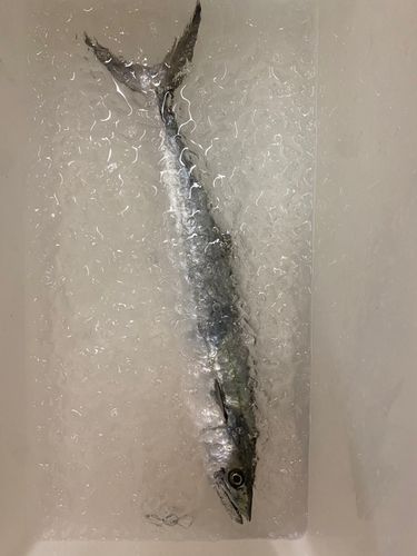 茅ヶ崎沖