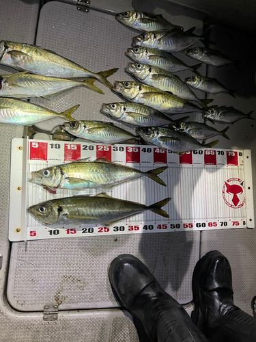 アジの釣果
