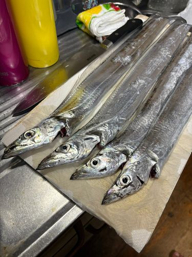 タチウオの釣果