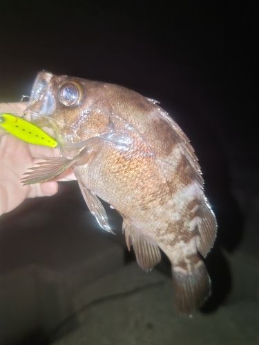 気仙沼湾