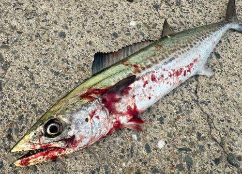 サゴシの釣果