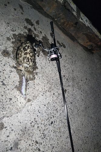 コウイカの釣果