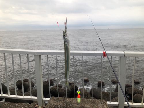 サヨリの釣果
