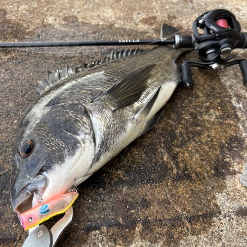 チヌの釣果
