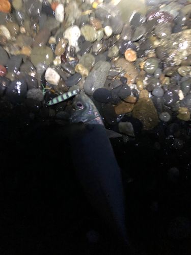 アジ