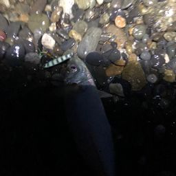 アジ