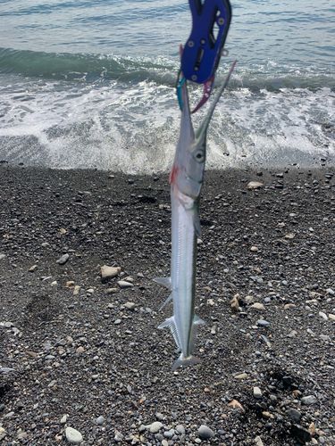 ダツの釣果