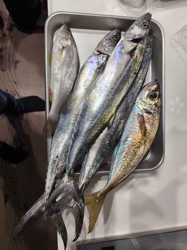 サゴシの釣果