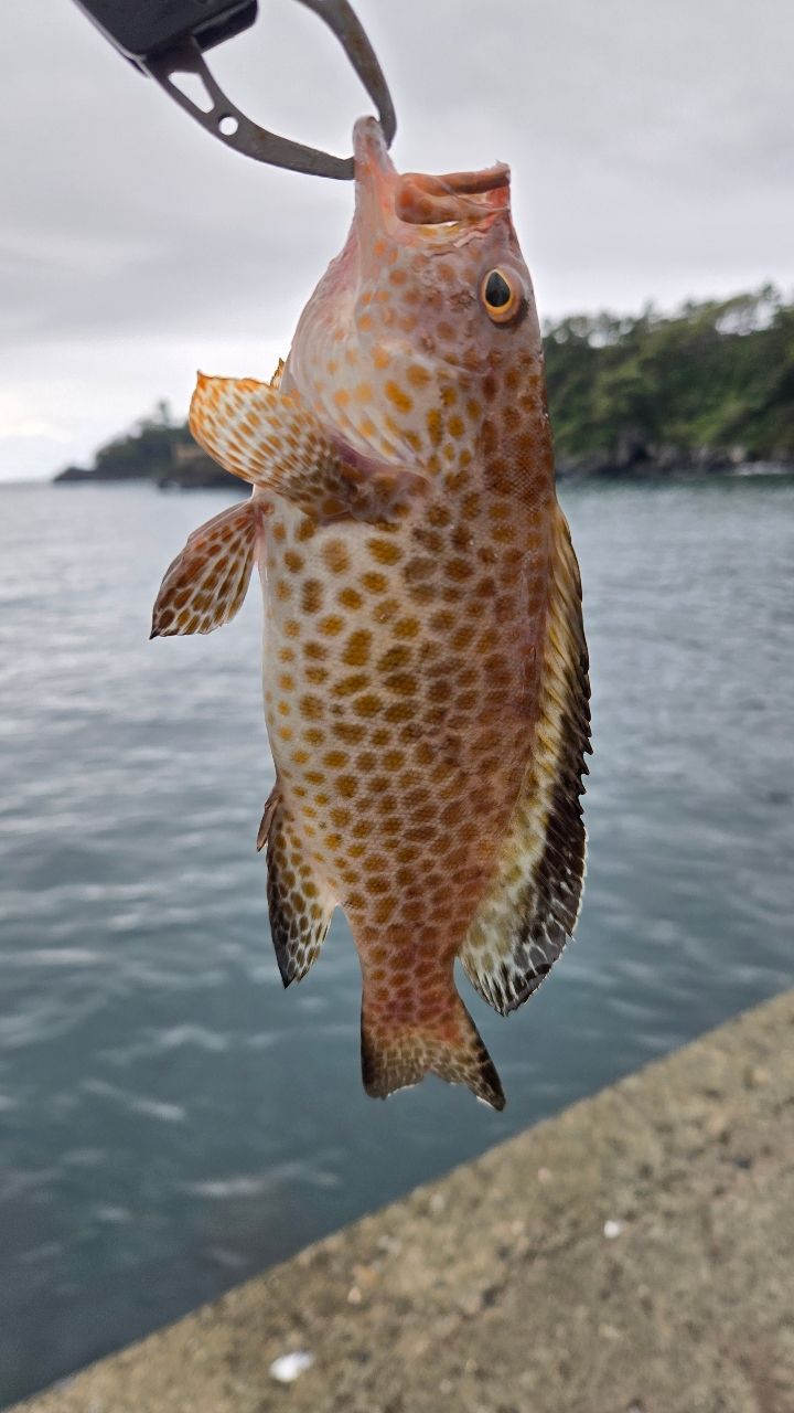 オオモンハタ