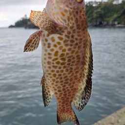 オオモンハタ