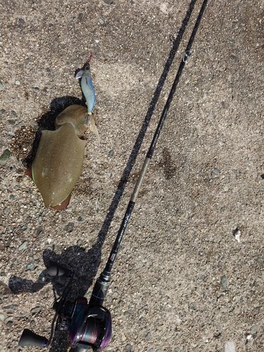 モンゴイカの釣果