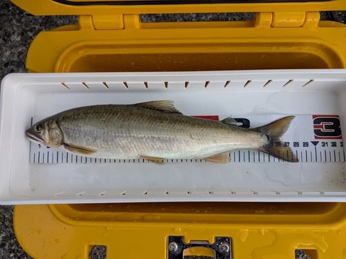 アユの釣果