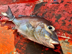 コロダイの釣果