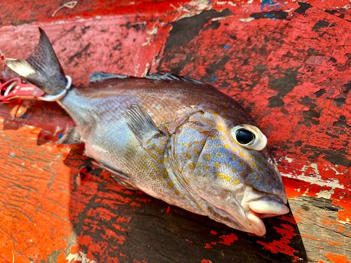 コロダイの釣果