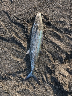 サゴシの釣果
