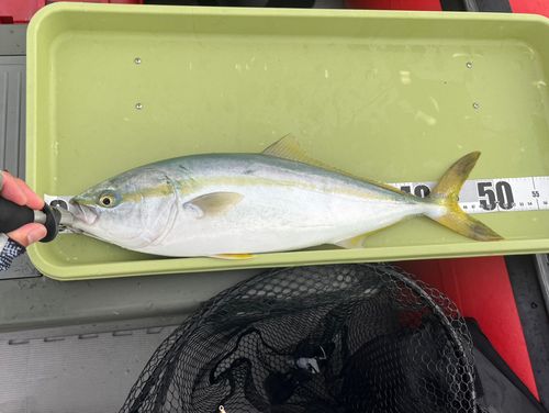 ハマチの釣果