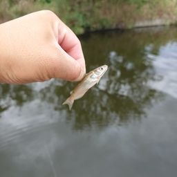 アメリカンキャットフィッシュ