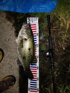 ブラックバスの釣果