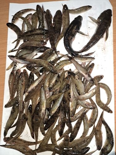 ハゼの釣果